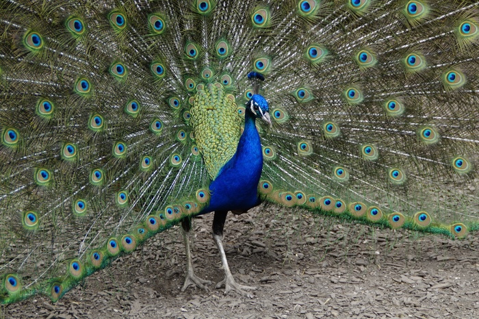 孔雀，Beat Rad，孔雀轮，鸟，羽毛，Balz