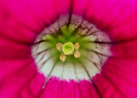 花，性质，雌蕊，花粉，宏