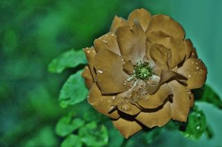 玫瑰，绿色，花，夏天，植物，花的，盛开，叶