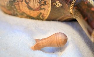 盐，水晶盐，海盐