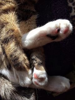 猫，小猫，宠物，猫的，哺乳动物，虎斑猫，爪子，猫