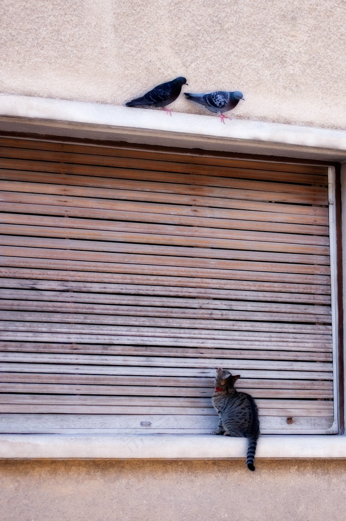 小猫和鸽子在大街上