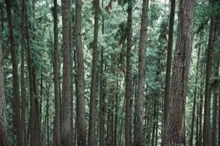 生活，森林，森林，自然，绿色，树，公园，植物