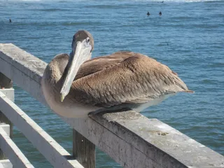鸟，海洋，海洋，动物，海滩，外面