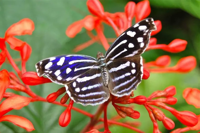 蝴蝶，昆虫，蝴蝶，昆虫，自然