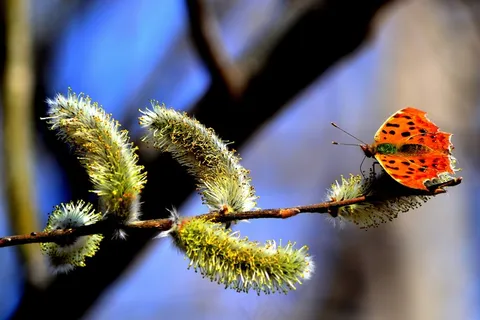 蝴蝶，科，春天，昆虫，自然，马鞭草