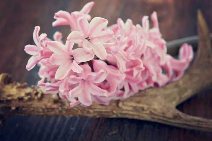 风信子，花，鲜花，粉红色，香花