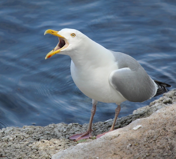 鲱鱼，鸥，狐狸，河，鸟，自然