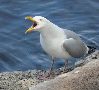 鲱鱼，鸥，狐狸，河，鸟，自然