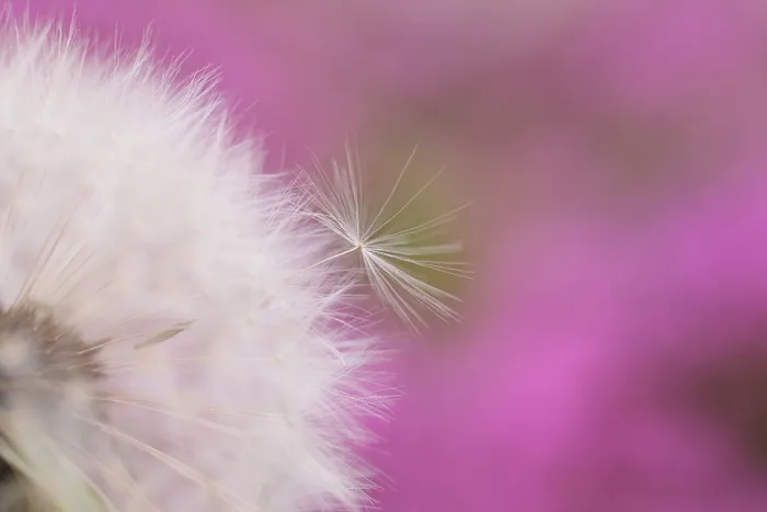 蒲公英，花，飞行的种子，一样，夏天，关闭