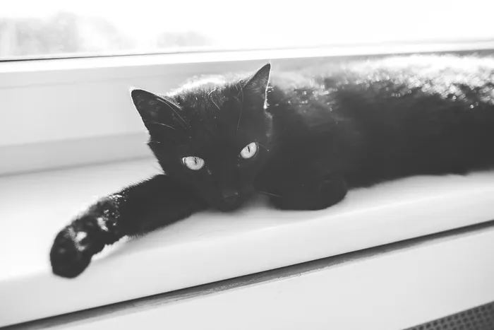 猫,孟买猫,俄罗斯蓝猫,哈瓦那棕猫,黑猫,黑猫在窗台上放松