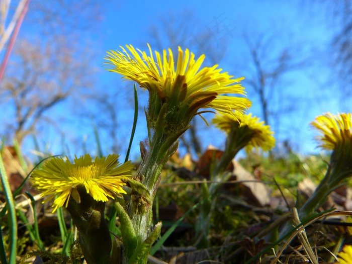 Tussilago Farfara，花，开花，黄色