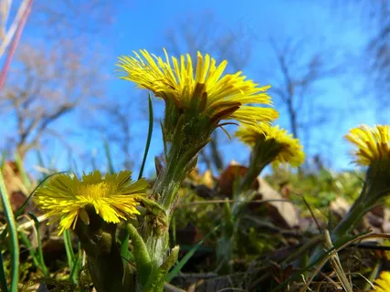 Tussilago Farfara,花,开花,黄色 Tussilago Farfara,花,开花,黄色
