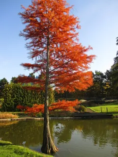 柏树,秋,公园,湖泊,树,水,叶子 柏树,秋,公园,湖泊,树,水,叶子
