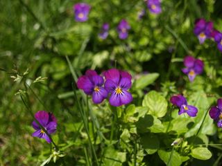 鲜花，紫色，宏，花，紫色的花