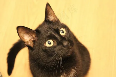 猫，动物，请求，视图，鼻子，猫的眼睛，宠物