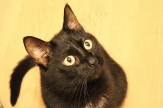 猫，动物，请求，视图，鼻子，猫的眼睛，宠物