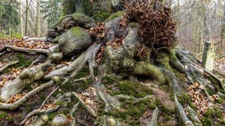 根，树木，绿色，森林，日志，木材，自然