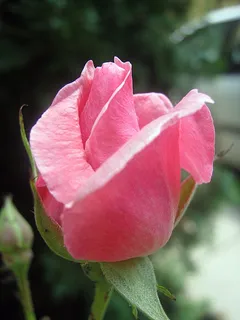 玫瑰,粉红色,花,春天 玫瑰,粉红色,花,春天