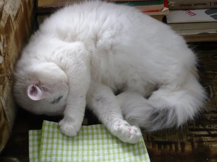 熟睡中的猫，室内，短毛猫，可爱，毛茸茸，宠物