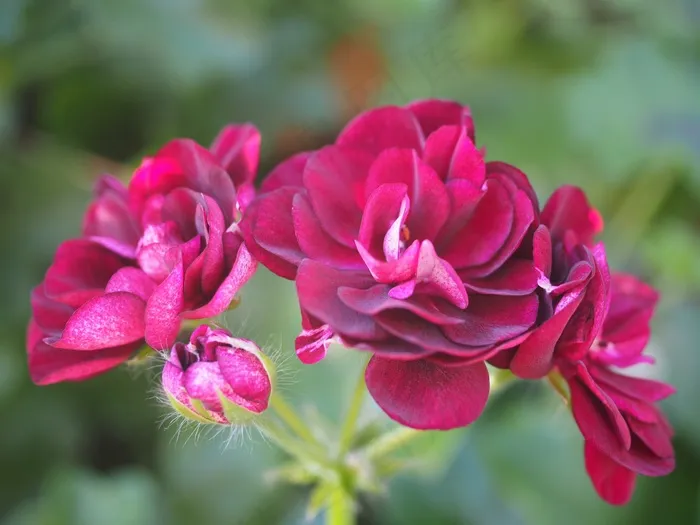 玫瑰，红色，紫色，花，开花，盛开，玫瑰绽放