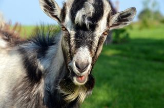 山羊，凝视，动物，农场，头，性质，肖像