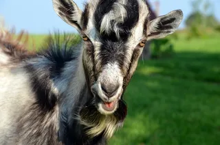 山羊，凝视，动物，农场，头，性质，肖像