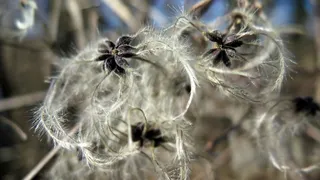 布什，开花，花序，核心，蓬松