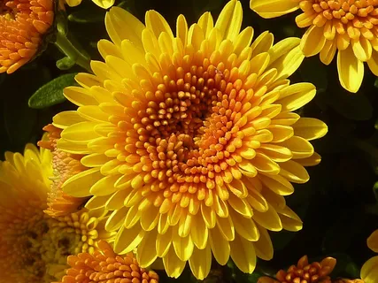 植物,花卉,菊花,黄色,秋天,菊科 植物,花卉,菊花,黄色,秋天,菊科