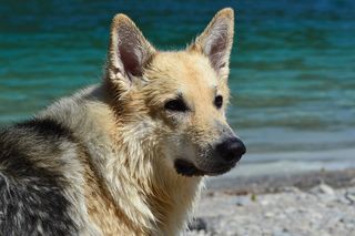 Schäfer狗，杂交，狗，水，雪橇犬