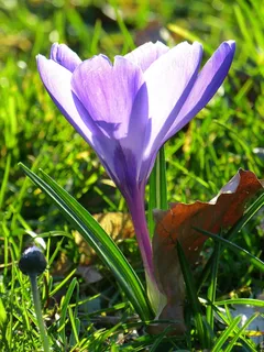 番红花，开花，花，春天，紫色