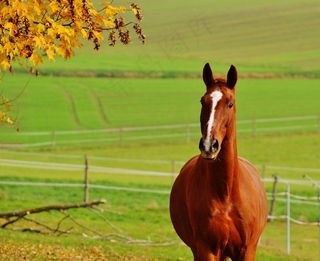 马，动物，骑马，Reiterhof，棕色，耦合，草地