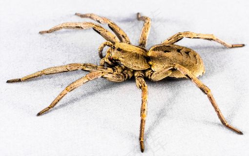 蜘蛛，蜘蛛，昆虫，关闭