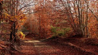 森林，树木，自然，绿色，环境，秋季