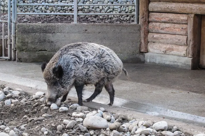 野猪，野猪，动物园，圈地，动物，野，森林