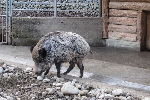 野猪，野猪，动物园，圈地，动物，野，森林