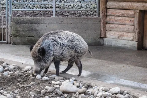 野猪，野猪，动物园，圈地，动物，野，森林