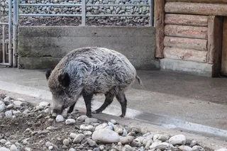 野猪，野猪，动物园，圈地，动物，野，森林