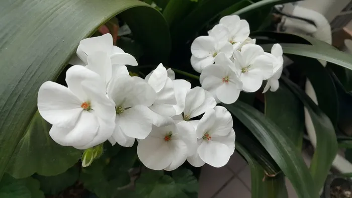 鲜花,白,春天,性质,花园 鲜花,白,春天,性质,花园