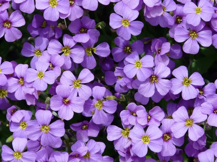 蓝枕，Aubrieta，Aubrietien，十字花科植物