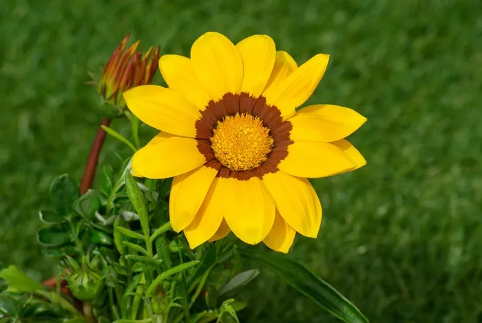 花，杂色菊，花瓣，黄色花