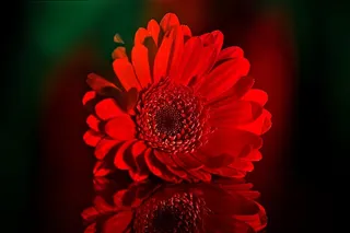 非洲菊，Schnittblume，花，植物，开花，盛开