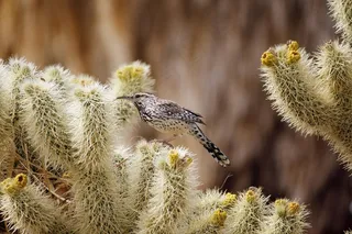 仙人掌W，鸟，野生动物，自然，渺小，沙漠