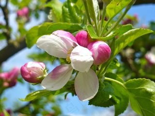 鲜花，粉红色，春天，性质，春天的花朵，花的