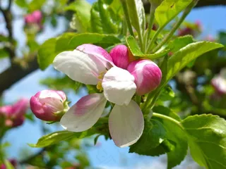 鲜花，粉红色，春天，性质，春天的花朵，花的