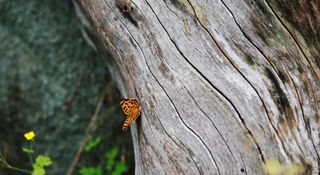 树，树干，木材，森林，蝴蝶，昆虫，翼