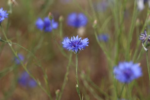 矢车菊，灌木，植物，植物区系，性质，花卉，花园