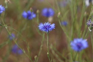 矢车菊，灌木，植物，植物区系，性质，花卉，花园