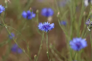 矢车菊，灌木，植物，植物区系，性质，花卉，花园