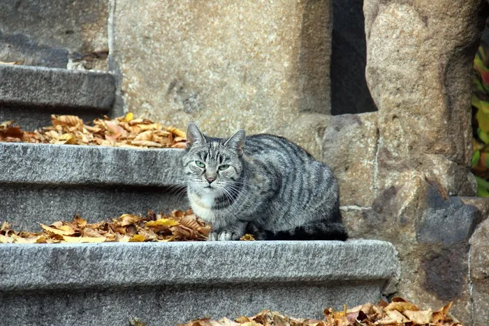 楼梯，墙，动物，猫，坐